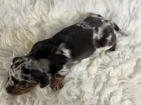 AKC Francesca SH Dappled Chic and DNA parents , a female Miniature Dachshund for sale in Canton, OH – 5 of 9