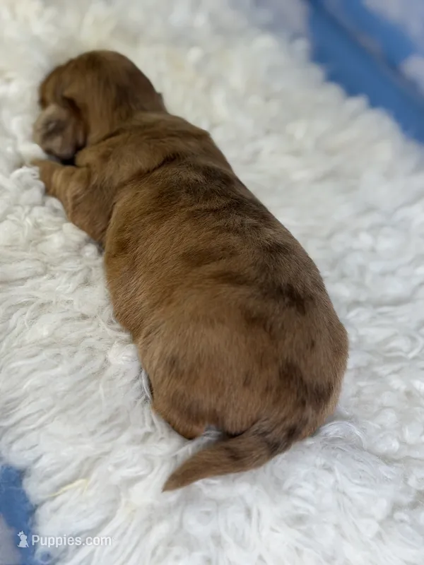 Aca Carlo red Dappled LH chic and PRA clear  – Miniature Dachshund puppy for sale in Canton, OH