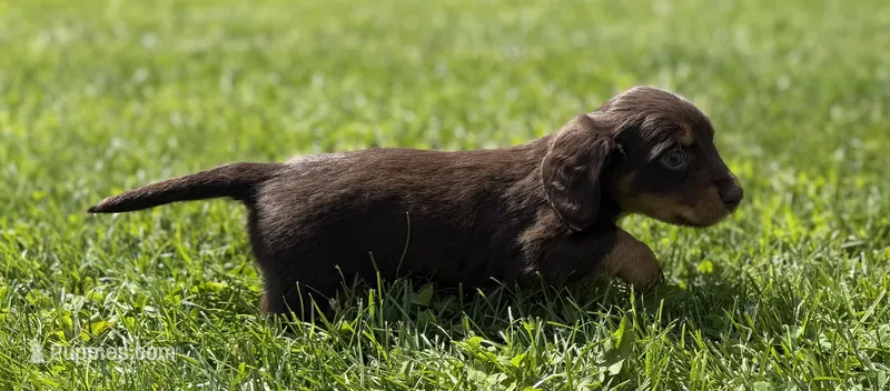 Akc Kassandra PRA clear OFA LH – Miniature Dachshund puppy on hold in Canton, OH