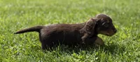 Akc Kassandra PRA clear OFA LH, a female Miniature Dachshund for sale in Canton, OH – 1 of 4
