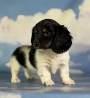 Akc Mandy PRA clear , a female Miniature Dachshund for sale in East Sparta, OH – 3 of 5