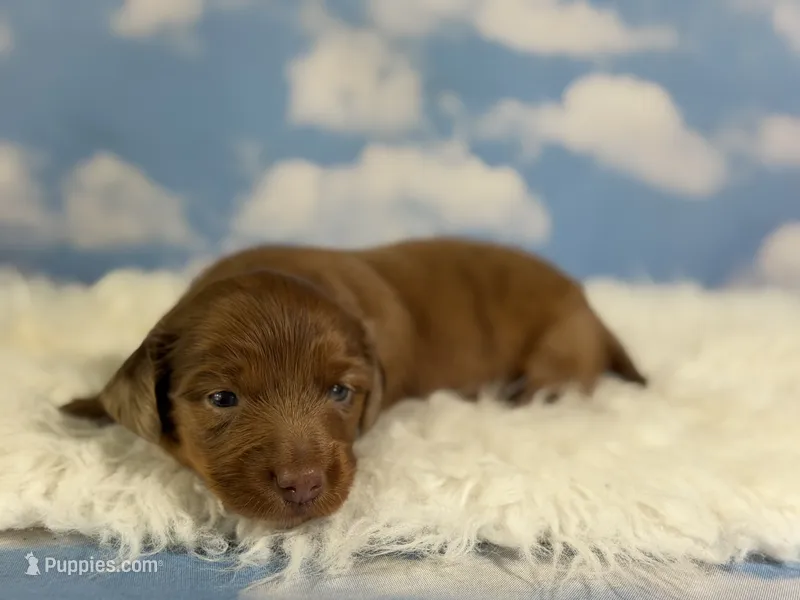 ACA Cassie red dappled LH parents are chic and DNA clear  – Miniature Dachshund puppy for sale in Canton, OH