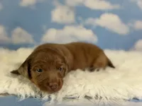 ACA Cassie red dappled LH parents are chic and DNA clear , a female Miniature Dachshund for sale in Canton, OH – 1 of 9