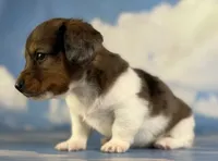 Akc Rogue LH PRA and Chic parents , a male Miniature Dachshund for sale in East Sparta, OH – 3 of 6