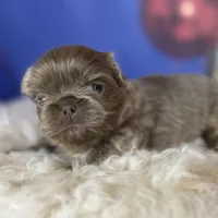 AKC DNA OFA Buddy lilac, a male Pekingese for sale in Canton, OH – Photo 3 of 9