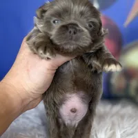 AKC DNA OFA Buddy lilac, a male Pekingese for sale in Canton, OH – Photo 4 of 9