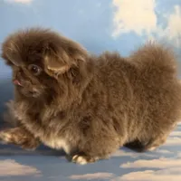 AKC DNA OFA Buddy lilac, a male Pekingese for sale in Canton, OH – Photo 9 of 9