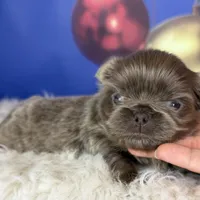 AKC DNA OFA Buddy lilac, a male Pekingese for sale in Canton, OH – Photo 5 of 9