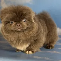 AKC DNA OFA Buddy lilac, a male Pekingese for sale in Canton, OH – Photo 1 of 9