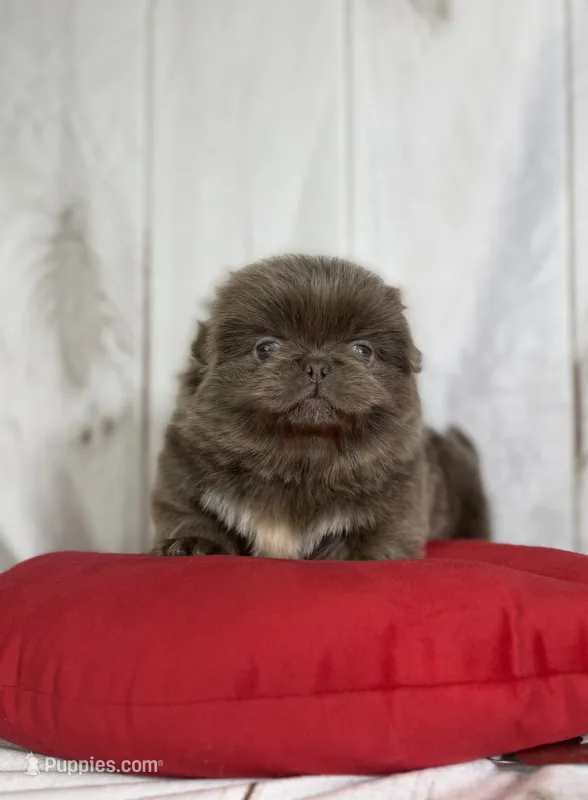 AKC DNA OFA Buddy lilac