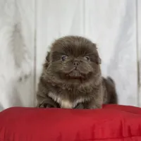 AKC DNA OFA Buddy lilac, a male Pekingese for sale in Canton, OH – Photo 2 of 9