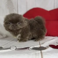 AKC DNA OFA Buddy lilac, a male Pekingese for sale in Canton, OH – Photo 7 of 9