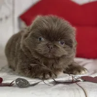 AKC DNA OFA Buddy lilac, a male Pekingese for sale in Canton, OH – Photo 8 of 9