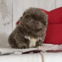 AKC DNA OFA Buddy lilac, a male Pekingese for sale in Canton, OH – Photo 6 of 9