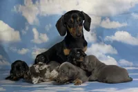 AKC pixel SH DNA OFA, a male Miniature Dachshund for sale in Canton, OH – 4 of 5