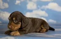 Luca LH ACA Chic parents dna clear , a male Miniature Dachshund for sale in Canton, OH – 3 of 5