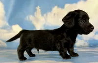 Akc Raven black brindle pointed LH  PRA clear Chic parents, a male Miniature Dachshund for sale in East Sparta, OH – 5 of 7