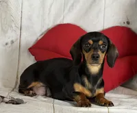 Akc Fonzie SH Chocolate and tan parents chic and DNA , a male Miniature Dachshund for sale in Canton, OH – 7 of 10