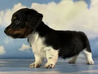 Akc Rory PRA clear chic certified parents, a female Miniature Dachshund for sale in East Sparta, OH – 3 of 6
