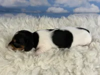 AKC foxy SH Chic and DNA parents , a female Miniature Dachshund for sale in Canton, OH – 2 of 9