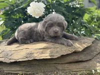 Phoenix OFA DNA , a female Newfoundland for sale in Canton, OH – 3 of 4