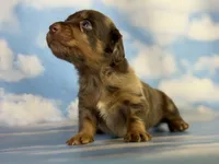 ACA Einstein LH PRA clear OFA Chic Parents, a male Miniature Dachshund for sale in Canton, OH – 3 of 8