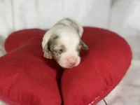 AKC Flicka- OFA DNA, a female Miniature Dachshund for sale in Canton, OH – Photo 9 of 9