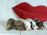 AKC Flicka- OFA DNA, a female Miniature Dachshund for sale in Canton, OH – Photo 8 of 9