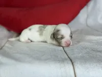 AKC Flicka- OFA DNA, a female Miniature Dachshund for sale in Canton, OH – Photo 5 of 9