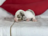 AKC Flicka- OFA DNA, a female Miniature Dachshund for sale in Canton, OH – Photo 3 of 9