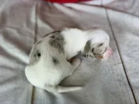 AKC Flicka- OFA DNA, a female Miniature Dachshund for sale in Canton, OH – Photo 4 of 9