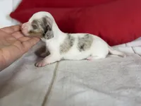 AKC Flicka- OFA DNA, a female Miniature Dachshund for sale in Canton, OH – Photo 2 of 9