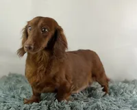 ACA Cassie red dappled LH parents are chic and DNA clear , a female Miniature Dachshund for sale in Canton, OH – 8 of 9