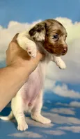 Vixen LH PRA clear OFA Chic parents, a female Miniature Dachshund for sale in East Sparta, OH – 7 of 7