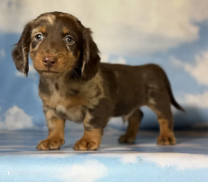 ACA Einstein LH PRA clear OFA Chic Parents – Miniature Dachshund puppy for sale in Canton, OH