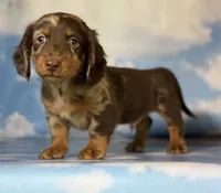 ACA Einstein LH PRA clear OFA Chic Parents, a male Miniature Dachshund for sale in Canton, OH – 1 of 10