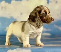 Akc marigold-PRA clear , a female Miniature Dachshund for sale in East Sparta, OH – 5 of 6