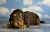 Luca LH ACA Chic parents dna clear , a male Miniature Dachshund for sale in Canton, OH – 5 of 5