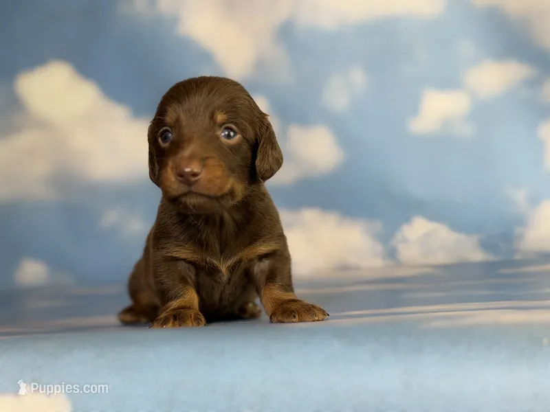 ACA Elliot LH PRA clear OFA Chic parents  – Miniature Dachshund puppy for sale in Canton, OH