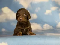 ACA Elliot LH PRA clear OFA Chic parents , a male Miniature Dachshund for sale in Canton, OH – 1 of 6