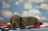 Akc Primrose SH blue and tan DNA OFA , a female Miniature Dachshund for sale in Canton, OH – 3 of 7