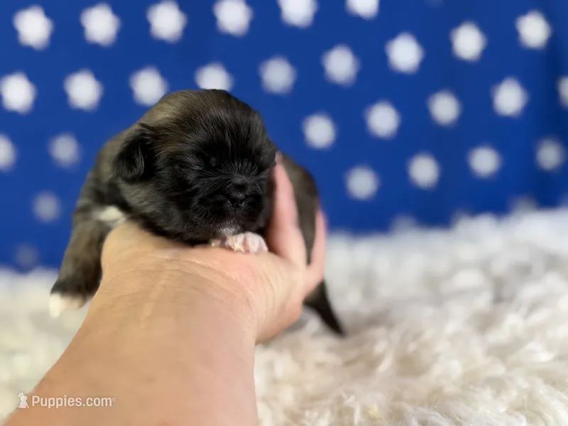 Akc Piper DNA OFA GC sired – Pekingese puppy for sale in Canton, OH