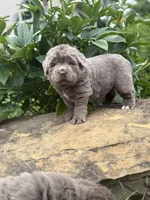 Simone DNA OFA , a female Newfoundland for sale in Canton, OH – 2 of 6