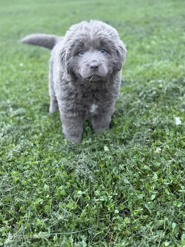 Simone DNA OFA  – Newfoundland puppy for sale in Canton, OH
