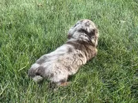 Akc Allie LH PRA clear , a female Miniature Dachshund for sale in Canton, OH – 2 of 3