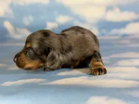 Paddington LH ICA CHIC Parents , a male Miniature Dachshund for sale in Canton, OH – Photo 7 of 10