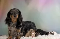 Paddington LH ICA CHIC Parents , a male Miniature Dachshund for sale in Canton, OH – Photo 3 of 10