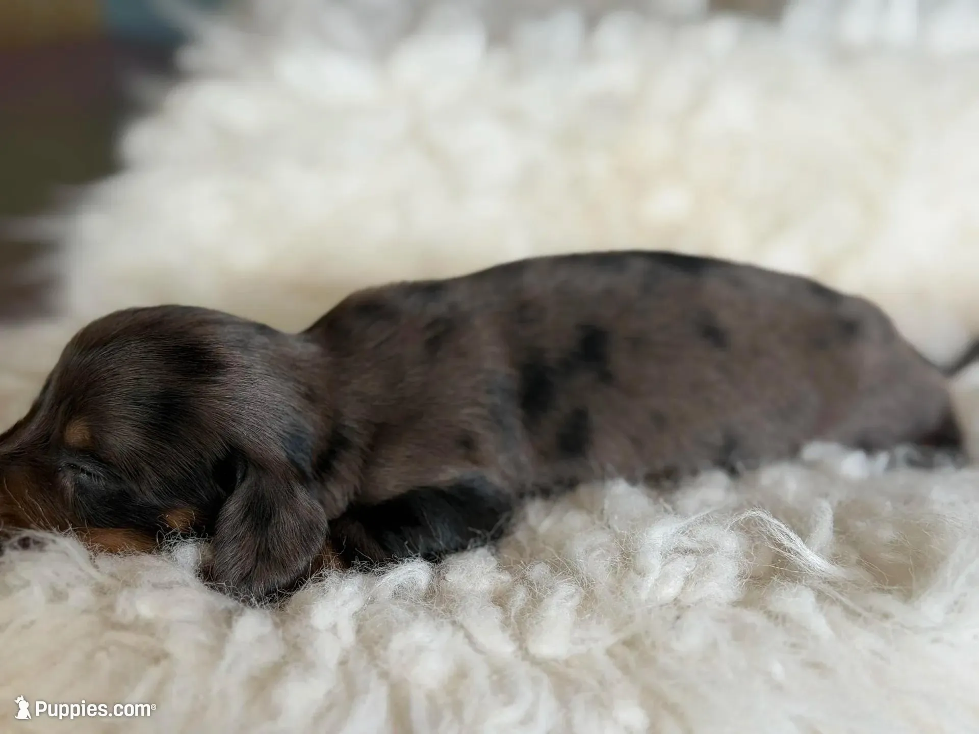 Paddington LH ICA CHIC Parents , a male Miniature Dachshund for sale in Canton, OH – Photo 5 of 10