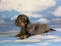 Paddington LH ICA CHIC Parents , a male Miniature Dachshund for sale in Canton, OH – Photo 1 of 10