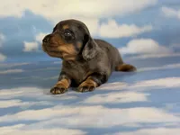 Paddington LH ICA CHIC Parents , a male Miniature Dachshund for sale in Canton, OH – Photo 10 of 10